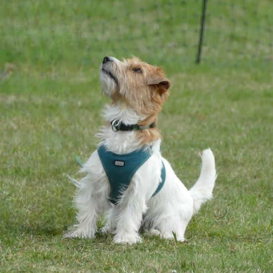 Ein kleiner Hund mit Halsband sitzt auf dem Rasen und schaut nach oben.