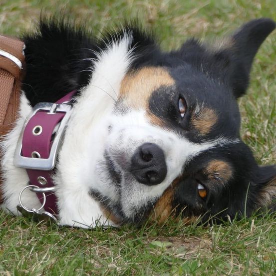 Ein Hund mit schwarzem und weißem Fell und braunen Flecken liegt auf grünem Gras und trägt ein lila Halsband.