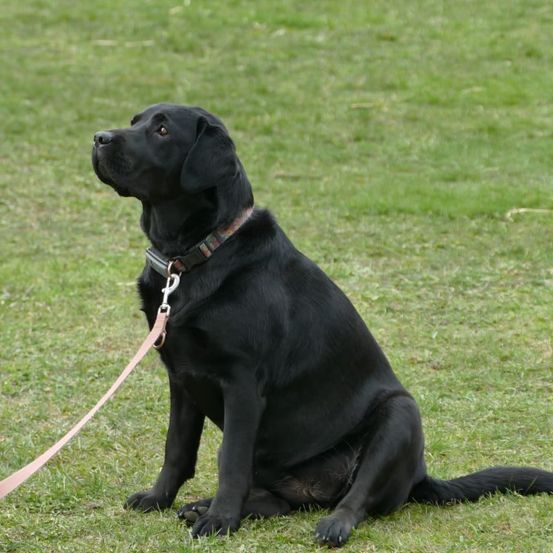 Ein schwarzer Labrador Retriever sitzt auf dem Rasen, trägt ein Halsband mit Leine. Er schaut nach oben, wartet möglicherweise auf etwas.