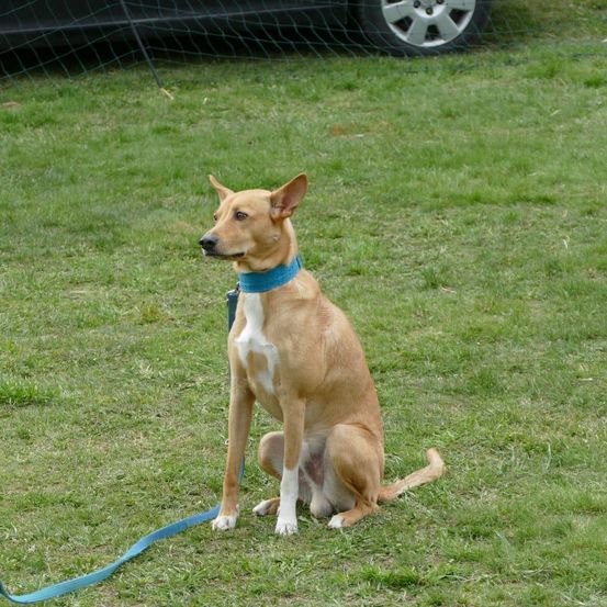 Ein hellbrauner Hund mit einem weißen Fleck auf der Brust, der einen blauen Halsband trägt, sitzt auf grünem Gras mit einer Leine. Ein Autorad ist im Hintergrund teilweise sichtbar.