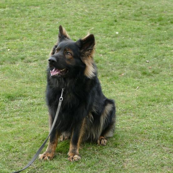Ein Deutscher Schäferhund mit schwarzem und braunem Fell sitzt auf dem Gras und trägt eine Leine. Der Mund des Hundes ist geöffnet, und er scheint etwas anzuschauen.