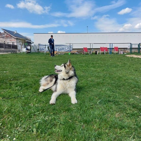 Ein Husky liegt auf dem Gras in einem eingezäunten Park. Ein Mann in einem Anzug steht hinter ihm. Dahinter befinden sich Stühle und ein Zaun. Links sind Häuser und ein Baum.