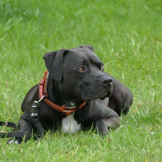 Ein schwarzer Hund mit braunem Halsband liegt auf grünem Gras. Die Augen des Hundes sind braun.