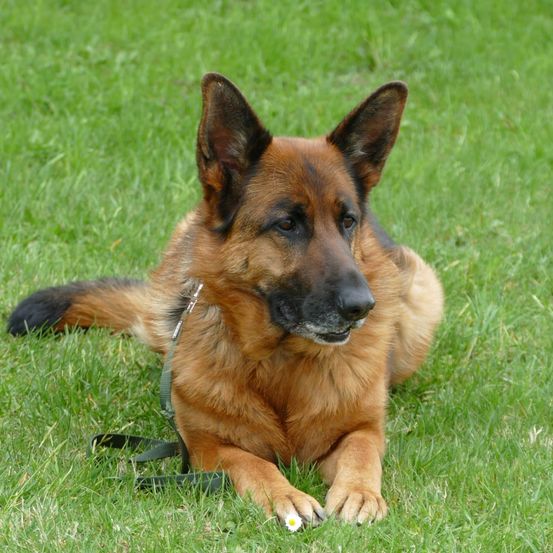 Ein Deutscher Schäferhund liegt auf dem Gras und trägt eine Leine. Er hat braunes Fell mit schwarzen Abzeichen an den Ohren und am Schwanz.
