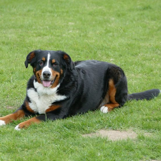 Ein Berner Sennenhund liegt auf einem Rasen mit heraushängender Zunge und geschlossenen Augen.