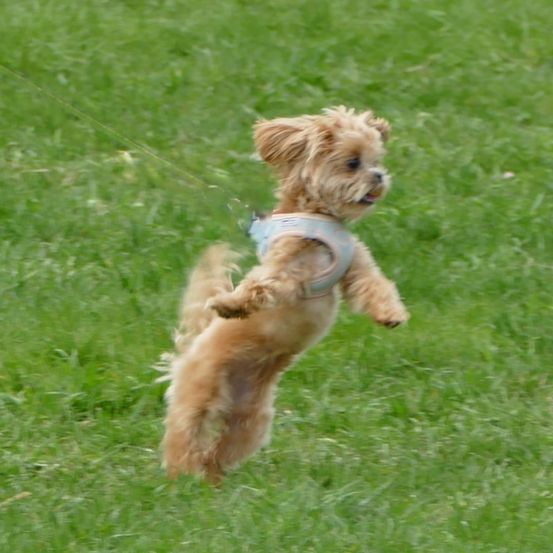 Ein kleiner brauner Hund mit einem blauen Geschirr springt auf einem Rasen, möglicherweise während eines Spaziergangs.