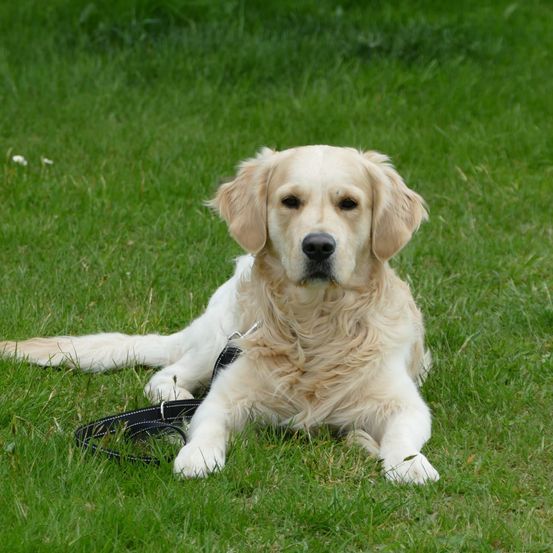 Ein Golden Retriever mit Halsband und Leine liegt auf dem Gras. Er hat einen weißen Körper und braunes Fell.