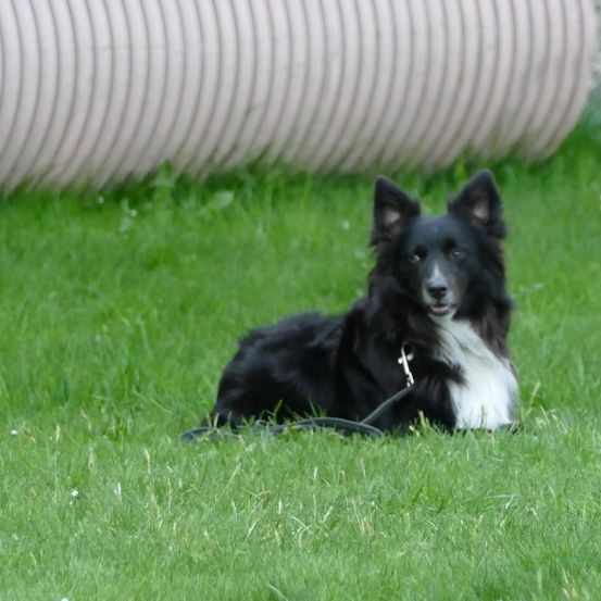Ein schwarz-weißer Collie-Hund liegt auf dem Gras und trägt ein Halsband. Hinter dem Hund befindet sich eine große weiße Röhre.
