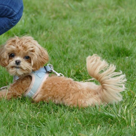 Ein kleiner brauner Hund mit lockigem Haar liegt auf grünem Gras. Er trägt ein blaues Geschirr. Der Hund blickt auf.