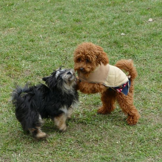 Zwei Hunde, einer schwarz-weiß, der andere braun, spielen auf einem Grasfeld. Der braune Hund trägt eine hellbraune Weste.