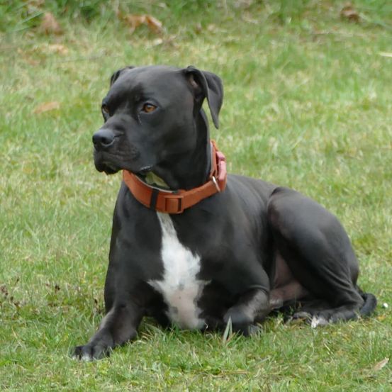 Ein schwarz-weißer Hund mit braunem Halsband sitzt auf dem Gras und schaut nach links.