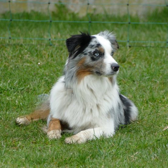 Ein dreifarbiger Australian Shepherd mit blauen Augen liegt auf grünem Gras. Es ist ein sonniger Tag.
