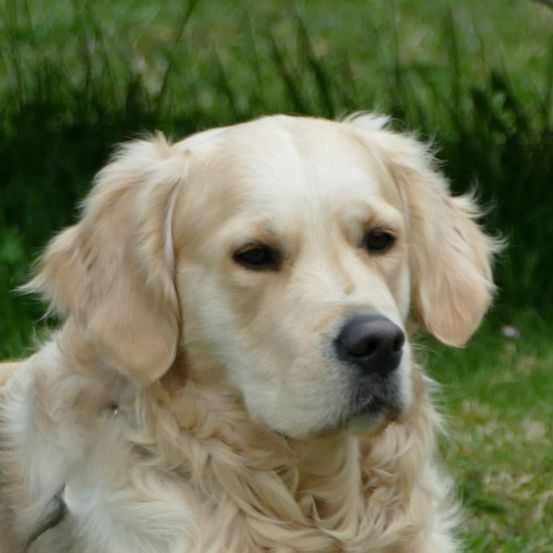 Ein Nahaufnahme des Gesichts eines Golden Retrievers mit braunen Augen, schwarzem Nasen und flauschigen Ohren, der im Gras sitzt.