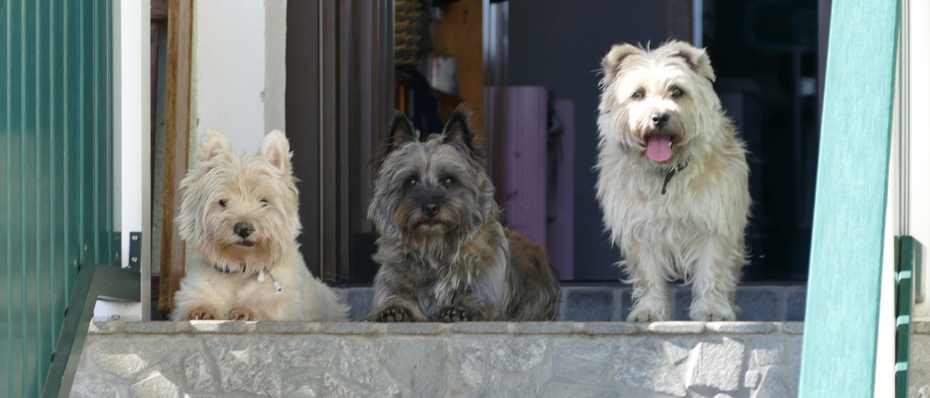 Drei weiße Hunde sitzen auf einer Steintreppe. Ein Hund hat ein schwarzes Halsband. Die Hunde schauen zur Kamera. Dahinter befindet sich eine Tür und ein Korb.