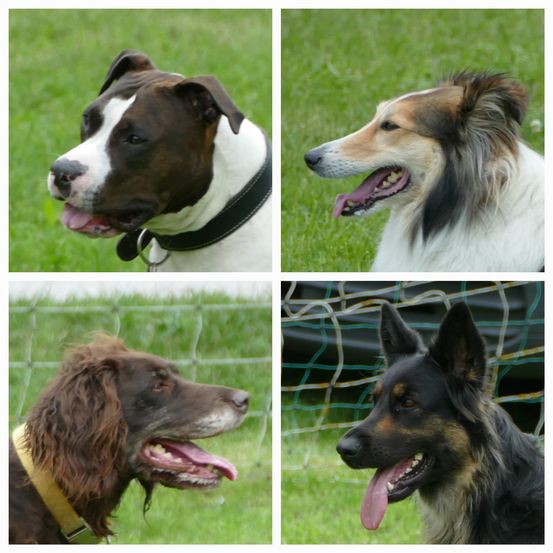 Vier Hunde in vier Fotos. Ein braun-weißer Pitbull, ein Collie, ein brauner Spaniel und ein schwarzer Deutscher Schäferhund.