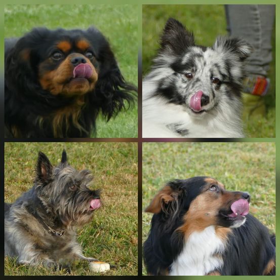 Vier verschiedene Hunde mit heraushängender Zunge sind jeweils in einem separaten Bild zu sehen. Der erste ist ein Cavalier King Charles Spaniel, der zweite ein Collie, der dritte ein Terrier und der vierte ein Australian Shepherd.