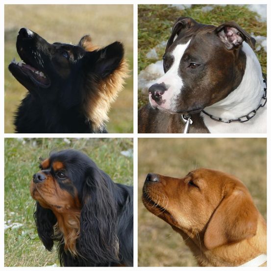 Vier verschiedene Hunde stehen auf Gras. Der obere linke Hund ist schwarz mit braunen Flecken, der obere rechte Hund ist braun und weiß, der untere linke Hund hat schwarzes und braunes Fell und der untere rechte Hund ist braun.