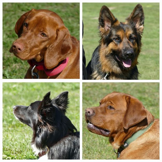 Vier Hunde auf Gras, zwei braun und zwei schwarz. Einer mit rotem Halsband und einer mit grünem Halsband.
