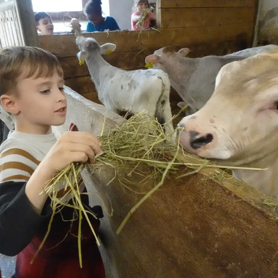 Ein junger Junge füttert eine Kuh mit Heu in einer Scheune. Im Hintergrund sind andere Ziegen und Kühe zu sehen.