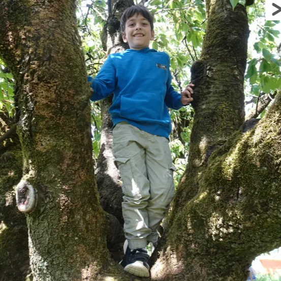 Ein junger Junge klettert einen Baum hinauf und hält sich mit beiden Händen am Stamm fest. Er trägt ein blaues Hemd und khakifarbene Hosen.