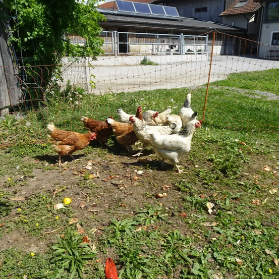 Eine Gruppe von Hühnern in einem Hof mit einem Zaun. Hinter dem Zaun befindet sich ein Gebäude mit Solarmodulen auf dem Dach.