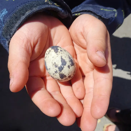 Die Hände einer Person halten ein geflecktes Vogelei und zeigen es aus der Nähe.