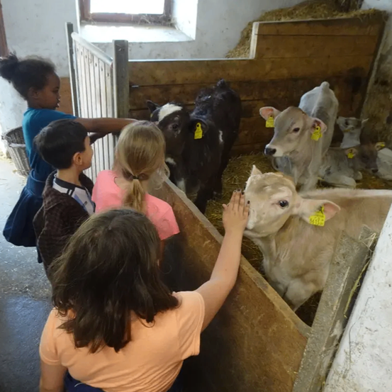 Mehrere Kinder streicheln junge Kälber in einer Scheune. Ein Kind berührt den Kopf eines weißen Kalbs. Einige Kälber liegen auf Heu.