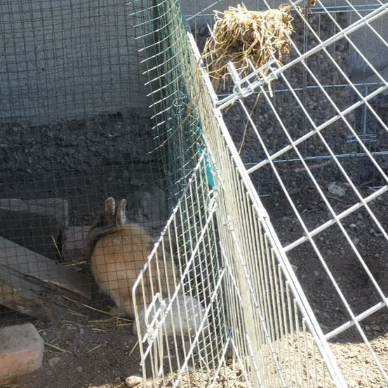 Ein Kaninchen befindet sich in einem Metallkäfig mit grünem Rand, in der Nähe eines Heuhaufens. Der Käfig steht auf einer felsigen Oberfläche.