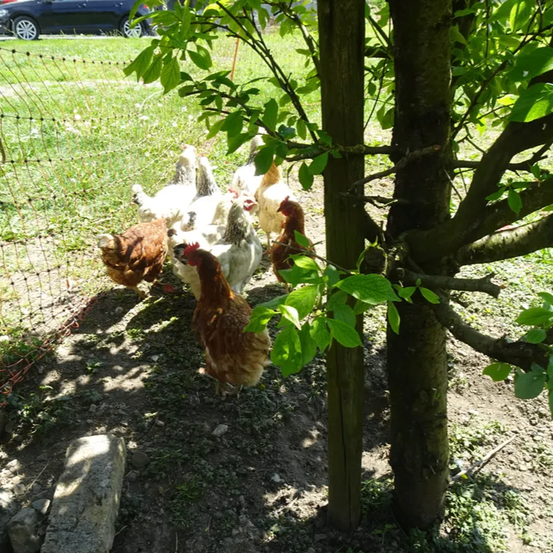 Mehrere Hühner versammeln sich in einem Grasbereich in der Nähe eines Zauns und eines Baumes, mit einem geparkten Auto im Hintergrund.