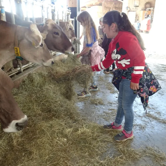 Ein Mädchen mit einem Micky-Maus-Shirt füttert Kühe in einer Scheune, während ein anderes Mädchen in der Nähe steht.