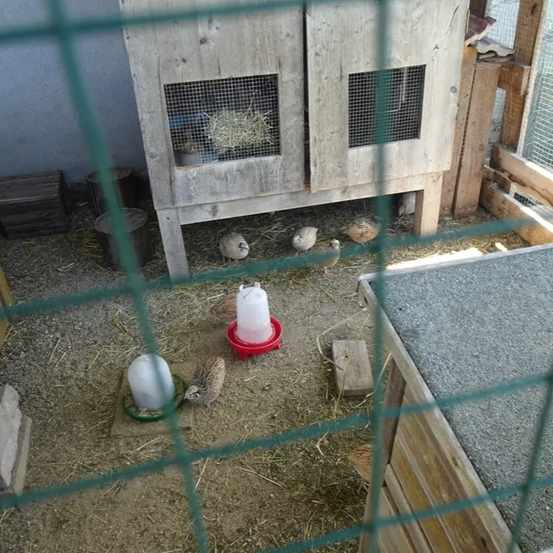 In einem Stall sind mehrere Wachteln verstreut. Ein hölzerner Stall mit Drahtgitter und Heubett im Hintergrund. Zwei Futterbehälter liegen auf dem Boden.