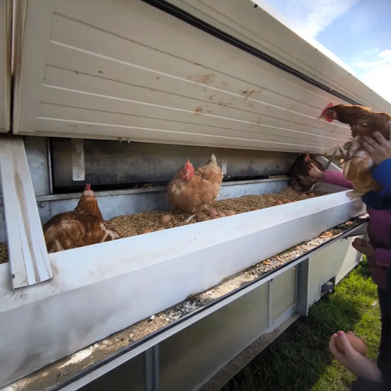 Mehrere Hühner befinden sich in einem Futtertrog. Einige fressen, während andere stehen. Menschen füttern sie.