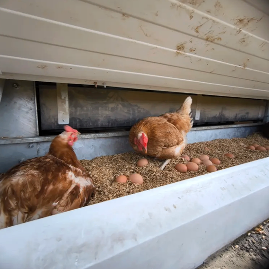 Zwei Hühner stehen neben einer Schale mit Eiern. Eines hat einen roten Kamm und das andere einen weißen Fleck auf dem Kopf. Über ihnen befindet sich eine Metallstruktur.