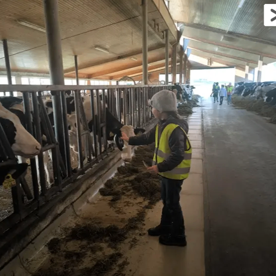 Ein junger Mensch in einer Warnweste füttert Kühe in einer Scheune. Die Kühe befinden sich hinter einem Metallzaun. Die Scheune hat eine hohe Decke und Metallträger.