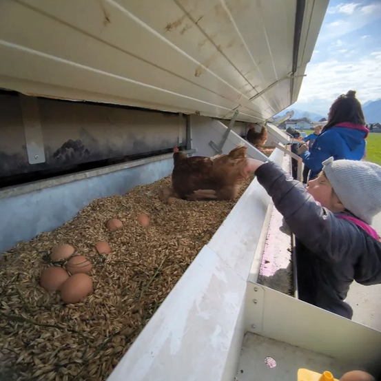 Ein Kind streckt die Hand aus, um eine Henne in einem Bauernhof zu streicheln. Die Henne sitzt auf einem Haufen Eier.