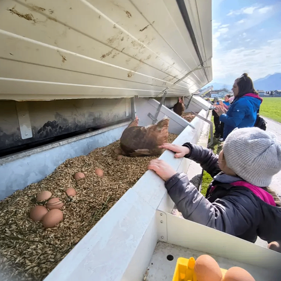Ein Kind streckt die Hand in einen Stall, um eine Henne zu berühren. Mehrere Eier sind auf dem Boden und auf einem Tablett sichtbar.
