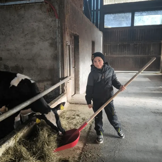 Ein junger Junge benutzt eine rote Schaufel, um Heu vom Boden eines Stalls zu reinigen. Eine Kuh frisst in der Nähe Heu.