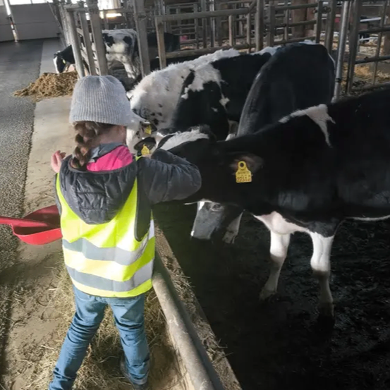 Ein Kind in einer gelben Weste steht in einer Scheune und füttert Kühe. Das Kind streichelt sanft die Kuh.