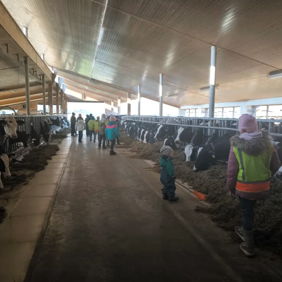 Eine Gruppe von Kindern in einer Scheune mit Kühen, die Jacken und Stiefel tragen. Ein Kind steht neben einem Haufen Heu.