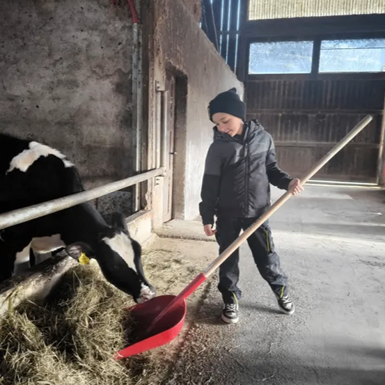 Ein junger Junge in einem schwarzen Mantel benutzt einen roten Schaufel, um Heu vom Stallboden zu reinigen, während eine schwarz-weiße Kuh in der Nähe frisst.