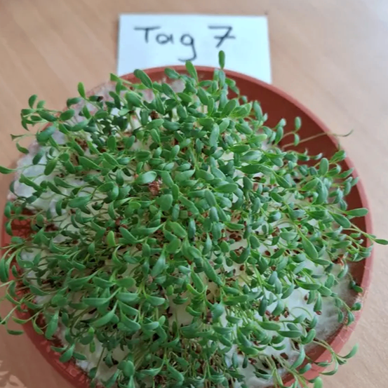 Eine Pflanze in einem kleinen braunen Topf, beschriftet mit 'Tag 7', steht auf einer Holzoberfläche. Die Pflanze hat üppige grüne Blätter und scheint kräftig zu wachsen.