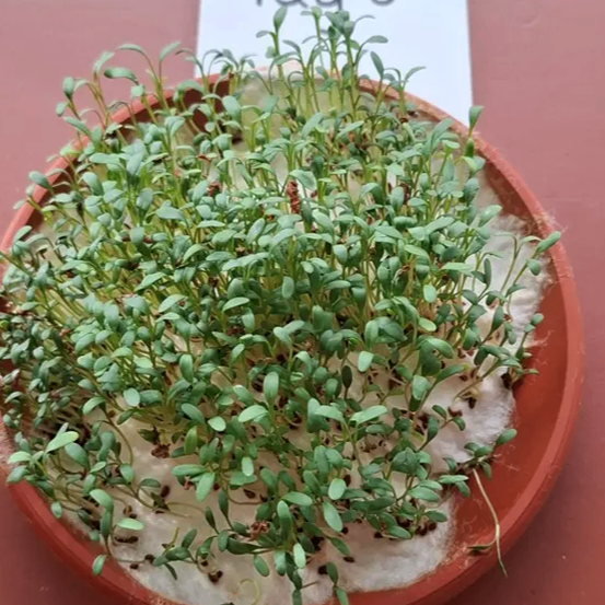 Ein Topf mit grünen Sprossen, die aus Erde wachsen, beschriftet mit 'Tag 8' auf einem rosa Hintergrund.