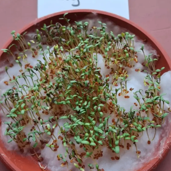 Ein Nahaufnahme von Sprossen, die in einem Topf auf einem rosa Hintergrund wachsen, mit der Aufschrift 'Tag 5'. Die Sprossen befinden sich in verschiedenen Wachstumsstadien, wobei einige Blätter haben.