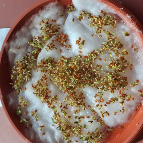 Ein brauner Behälter mit gekeimten Samen auf weißem Hintergrund. Die Samen haben kleine grüne Sprossen gebildet, von denen einige noch braun sind.