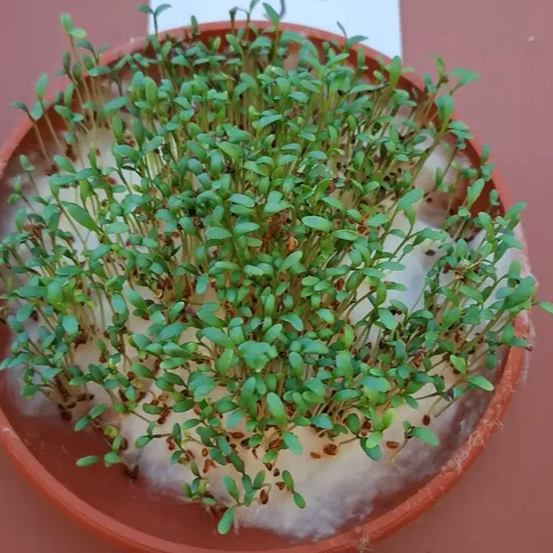 Ein kleiner Topf mit zahlreichen kleinen grünen Sprossen, die auf weißer Wolle wachsen, beschriftet mit 'Tag 6' auf einer weißen Karte.