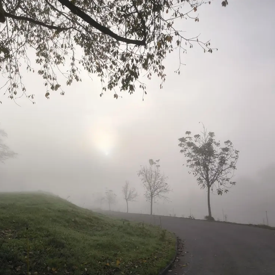 Ein nebliger Morgen zeigt eine Straße, die sich durch einen Grashügel schlängelt, mit Bäumen und Zweigen darüber, die Sonne scheint durch den Nebel.