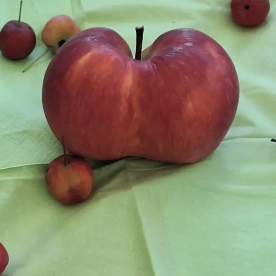 Ein großer roter Apfel liegt auf einem grünen Tuch, umgeben von mehreren kleineren roten und gelben Äpfeln.