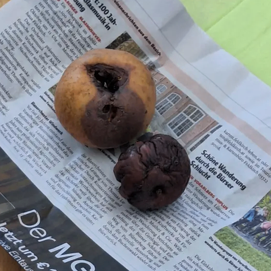 Zwei Kartoffeln mit braunen Flecken und Löchern liegen auf einer Zeitung mit einer Schlagzeile über ein Musikereignis.