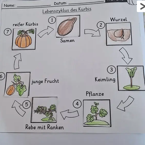 Das Bild zeigt einen Diagramm des Lebenszyklus einer Kürbis. Es umfasst Stadien wie einen reifen Kürbis, Samen, Wurzel, junge Frucht, Keimling und eine Kürbispflanze mit Ranken.