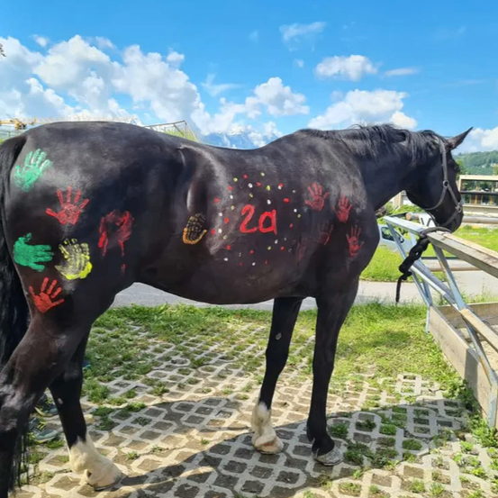 Ein schwarzes Pferd steht draußen, bedeckt mit Handabdrücken und einer roten Nummer 22. Das Pferd steht auf einem Ziegelweg. Dahinter befindet sich eine Rasenfläche.